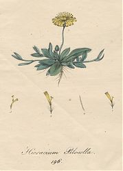 Kleines Habichtskreut - Hieracium Pilosella: Mayrhoffer/Schrank, Flora Monacensis, ca. 1816