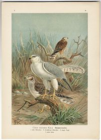 Naumann: Steppenweihe/Circus macrurus, aus: Naturgeschichte der Vögel Mitteleuropas. - Chiemsee-Antiquariat Steutzger