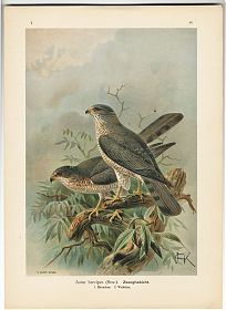 Naumann: Zerghabich/Astur brevipes, aus: Naturgeschichte der Vögel Mitteleuropas. - Chiemsee-Antiquariat Steutzger