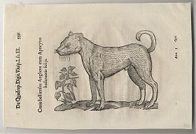 Aldrovandi: Canis Belliciosus Anglicus (Mastiff). Holzschnitt. - Chiemgau-Antiquariat Steutzger