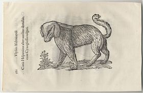 Aldrovandi: Canis Hispanicus. Holzschnitt. um 1545 - Chiemgau-Antiquariat Steutzger
