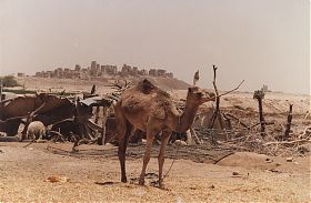 Christian Mischke/Rüdiger an der Heiden : Im Jemen/Dromedar - Photographie, ca.1980er Jahre - Antiquariat Steutzger