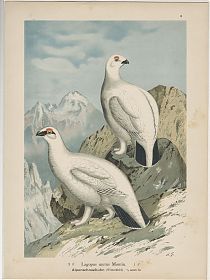 Alpenschneehuhn (Lagopus mutus Montin) : Chromolithographie, um 1905 - Antiquariat Steutzger / Buch am Buchrain