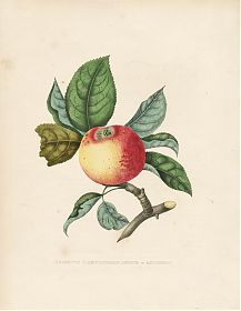 Reinette : Altkol. Lithographie, 1853-1860 / Antiquariat Steutzger / Buch am Buchrain & Wasserburg am Inn