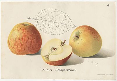 Winter-Goldparmäne / Chromolithographie, 1908 - Antiquariat Besten Dank fuer Ihr Gebot und Ihre Vorauszahlung via EBAY/Paypal / Buch am Buchrain & Wasserburg am Inn