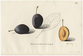 Zwetschge - Hauszwetschge (prunus domestica). - Chromolithographie, 1908 - Antiquariat Joseph Steutzger / Buch am Buchrain & Wasserburg am Inn