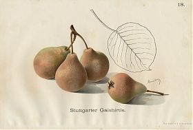 Stuttgarter Gaishirtle: Chromolithographie, 1908 - Antiquariat Joseph Steutzger / Buch am Buchrain & Wasserburg am Inn