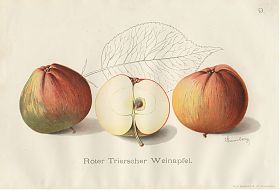 Pomologie : Roter Trierer Weinapfel. - Chromolithographie, 1908 - Antiquariat Joseph Steutzger / Buch am Buchrain & Wasserburg am Inn
