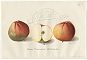 Pomologie : Roter Trierer Weinapfel. - Chromolithographie, 1908 - Antiquariat Joseph Steutzger / Buch am Buchrain & Wasserburg am Inn