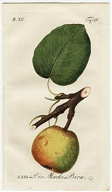 J.V. Sickler, Der Teutsche Obstgärtner : Die Marks-Birn. - Altkolorierter Kupferstich, 1799. - Joseph Steutzger / Antiquariat / Buch am Buchrain & Wasserburg am Inn