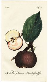 J.V. Sickler, Der Teutsche Obstgärtner : Der schwarze Borsdorfer-Apfel. - Altkolorierter Kupferstich, 1799. - Joseph Steutzger / Antiquariat / Buch am Buchrain & Wasserburg am Inn