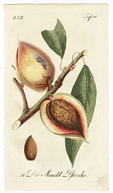 J.V. Sickler, Der Teutsche Obstgärtner : Die Mandel-Pfirsche. - Altkolorierter Kupferstich, 1799. - Joseph Steutzger / Antiquariat / Buch am Buchrain & Wasserburg am Inn