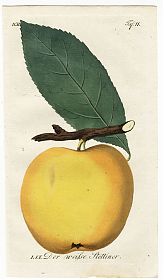 J.V. Sickler, Der Teutsche Obstgärtner : Der weiße Stettiner. - Altkolorierter Kupferstich, 1799. - JosephSteutzger / Antiquariat / Buch am Buchrain & Wasserburg am Inn