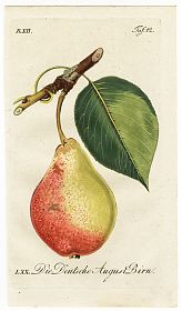 J.V. Sickler, Der Teutsche Obstgärtner : Die Deutsche August-Birn. - Altkolorierter Kupferstich, 1799. - Joseph Steutzger / Antiquariat / Buch am Buchrain & Wasserburg am Inn