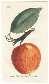 J.V. Sickler, Der Teutsche Obstgärtner : Die gestreifte Reinette. - Altkolorierter Kupferstich, 1799. - JosephSteutzger / Antiquariat / Buch am Buchrain & Wasserburg am Inn