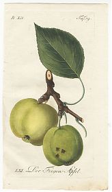 J.V. Sickler, Der Teutsche Obstgärtner : Der Feigen-Apfel. - Altkolorierter Kupferstich, 1799. - JosephSteutzger / Antiquariat / Buch am Buchrain & Wasserburg am Inn