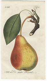 J.V. Sickler, Der Teutsche Obstgärtner : Birne(n) - Die große Russelet. - Altkolorierter Kupferstich, 1799. - Joseph Steutzger / Antiquariat / Buch am Buchrain & Wasserburg am Inn