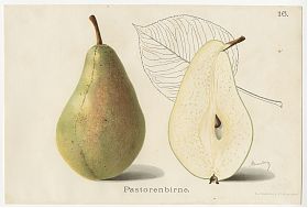 Pomologie : Pastorenbirne. - Chromolithographie, 1908 - Antiquariat Joseph Steutzger / Buch am Buchrain & Wasserburg am Inn