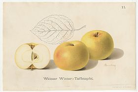Pomologie : Weisser Winter-Taffetapfel. - Chromolithographie, 1908 - Antiquariat Joseph Steutzger / Buch am Buchrain & Wasserburg am Inn