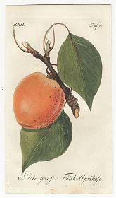 J.V. Sickler, Der Teutsche Obstgärtner : Die große Früh-Aprikose. - Altkolorierter Kupferstich, 1799. - JosephSteutzger / Antiquariat / Buch am Buchrain & Wasserburg am Inn