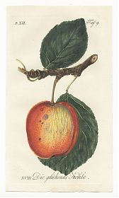 J.V. Sickler, Der Teutsche Obstgärtner : Pflaume - "Die glühende Kohle". - Altkolorierter Kupferstich, 1799. - Joseph Steutzger / Antiquariat / Buch am Buchrain & Wasserburg am Inn