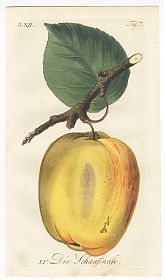 J.V. Sickler, Der Teutsche Obstgärtner : Apfel - Die Schafsnaase. - Altkolorierter Kupferstich, 1799. - Joseph Steutzger / Antiquariat / Buch am Buchrain & Wasserburg am Inn