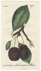 J.V. Sickler, Der Teutsche Obstgärtner : Die lange violette Damascener-Pflaume. - Altkolorierter Kupferstich, 1799. - JosephSteutzger / Antiquariat / Buch am Buchrain & Wasserburg am Inn