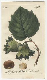 J.V. Sickler, Der Teutsche Obstgärtner : Große runde bunte Zellernuß. - Altkolorierter Kupferstich, 1799. - JosephSteutzger / Antiquariat / Buch am Buchrain & Wasserburg am Inn