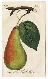 J.V. Sickler, Der Teutsche Obstgärtner : Die Wälsche Birn (Birne). - Altkolorierter Kupferstich, 1799. - JosephSteutzger / Antiquariat / Buch am Buchrain & Wasserburg am Inn