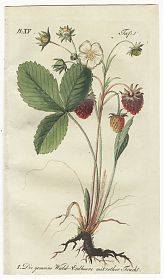 J.V. Sickler, Der Teutsche Obstgärtner : Die gemeine Wald-Erdbeere mit rother Frucht. - Altkolorierter Kupferstich, 1901. - JosephSteutzger / Antiquariat / Buch am Buchrain & Wasserburg am Inn