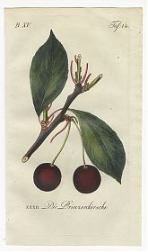 J.V. Sickler, Der Teutsche Obstgärtner : Die Prinzenkirsche. - Altkolorierter Kupferstich, 1801. - Joseph Steutzger / Antiquariat / Buch am Buchrain & Wasserburg am Inn