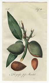 J.V. Sickler, Der Teutsche Obstgärtner : Die große süße Mangel. - Altkolorierter Kupferstich, 1801. - Joseph Steutzger / Antiquariat / Buch am Buchrain & Wasserburg am Inn