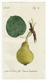 J.V. Sickler, Der Teutsche Obstgärtner : Die kleine gelbe Sommer-Zuckerbirn. - Altkolorierter Kupferstich, 1801. - Joseph Steutzger / Antiquariat / Buch am Buchrain & Wasserburg am Inn