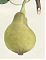 J.V. Sickler, Der Teutsche Obstgärtner : Die kleine gelbe Sommer-Zuckerbirn. - Altkolorierter Kupferstich, 1801. - Joseph Steutzger / Antiquariat / Buch am Buchrain & Wasserburg am Inn