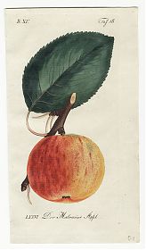 J.V. Sickler, Der Teutsche Obstgärtner : Die gemeine Wald-Erdbeere mit rother Frucht. - Altkolorierter Kupferstich, 1801. - JosephSteutzger / Antiquariat / Buch am Buchrain & Wasserburg am Inn