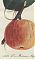 J.V. Sickler, Der Teutsche Obstgärtner : Der Malvasier-Apfel. - Altkolorierter Kupferstich, 1801. - JosephSteutzger / Antiquariat / Buch am Buchrain & Wasserburg am Inn