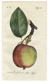 J.V. Sickler, Der schwarze Apis-Apfel. - Altkolorierter Kupferstich, 1801. - JosephSteutzger / Antiquariat / Buch am Buchrain & Wasserburg am Inn
