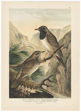 Schwarzkehlige Drossel : Chromolithograpie, aus Naumann, um 1905 - Joseph Steutzger / Buch am Buchrain & Wasserburg am Inn