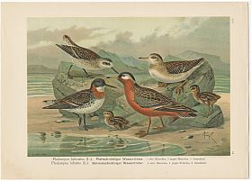 Plattschnäblger Wassertreter u.a.: Chromolithograpie, aus Naumann, um 1905 - Joseph Steutzger / Buch am Buchrain & Wasserburg am Inn