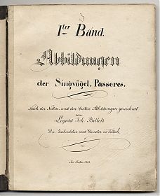 Leopold Johann Billek : Abbildung der Singvögel. Passeres. - 32 Aquarelle/ Vogelabbildungen, 1838. - Antiquariat Joseph Steutzger / Buch am Buchrain / Wasserburg am Inn