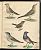 Leopold Johann Billek : Abbildung der Singvögel. Passeres. - 32 Aquarelle/ Vogelabbildungen, 1838. - Antiquariat Joseph Steutzger / Buch am Buchrain / Wasserburg am Inn