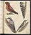 Leopold Johann Billek : Abbildung der Singvögel. Passeres. - 32 Aquarelle/ Vogelabbildungen, 1838. - Antiquariat Joseph Steutzger / Buch am Buchrain / Wasserburg am Inn