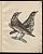 Leopold Johann Billek : Abbildung der Singvögel. Passeres. - 32 Aquarelle/ Vogelabbildungen, 1838. - Antiquariat Joseph Steutzger / Buch am Buchrain / Wasserburg am Inn