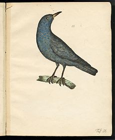 Leopold Johann Billek : Abbildung der Singvögel. Passeres. - 32 Aquarelle/ Vogelabbildungen, 1838. - Antiquariat Joseph Steutzger / Buch am Buchrain / Wasserburg am Inn